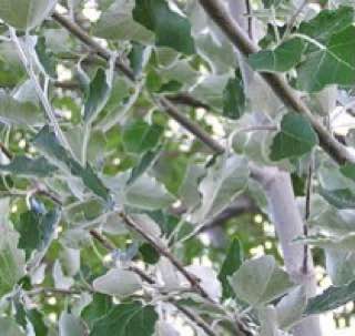 Энергии дня