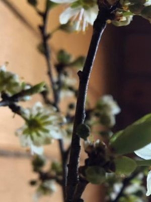 О ВОЗМОЖНОСТЯХ И ОТВЕТСТВЕННОСТИ