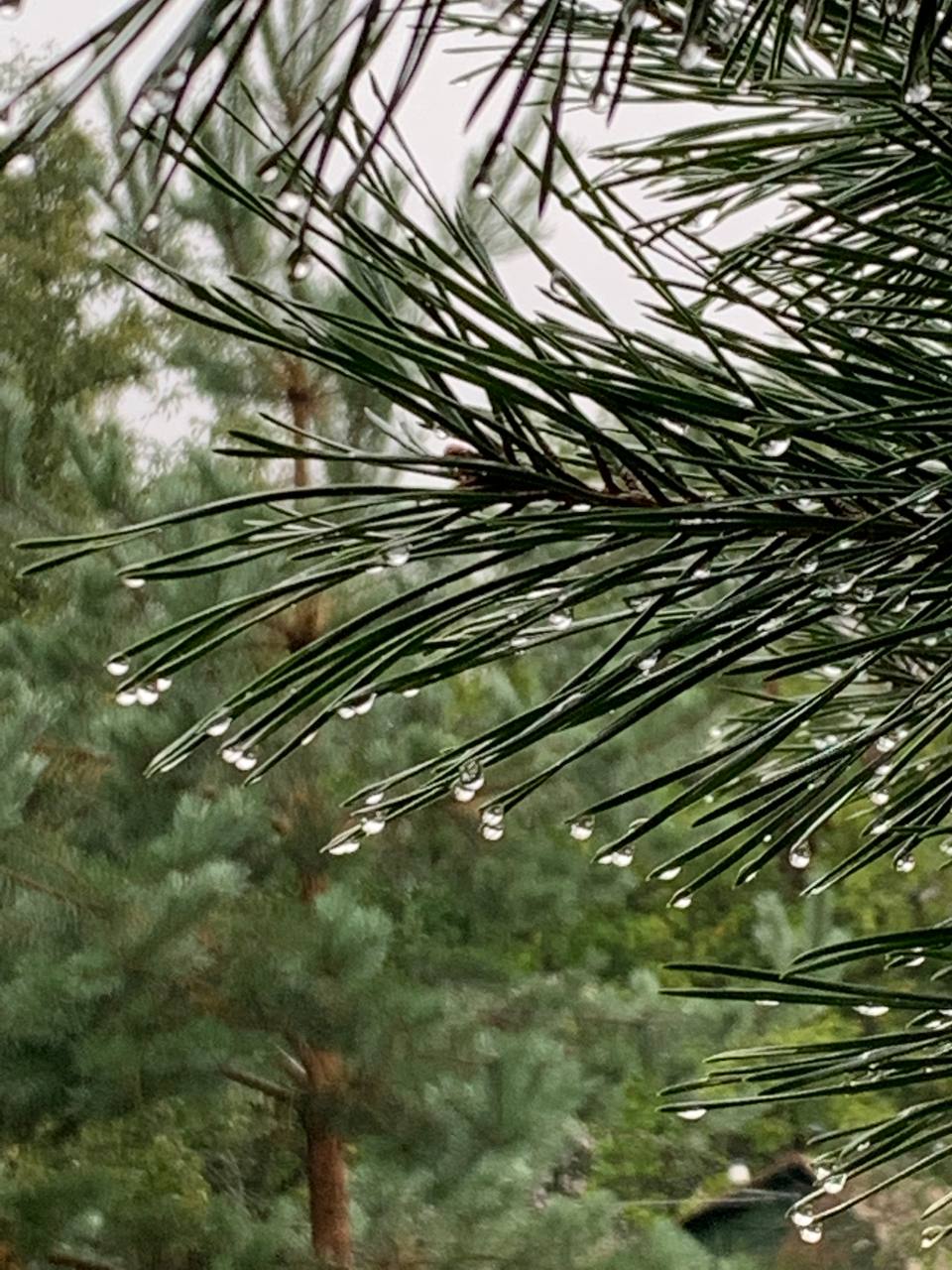 Энергии дня