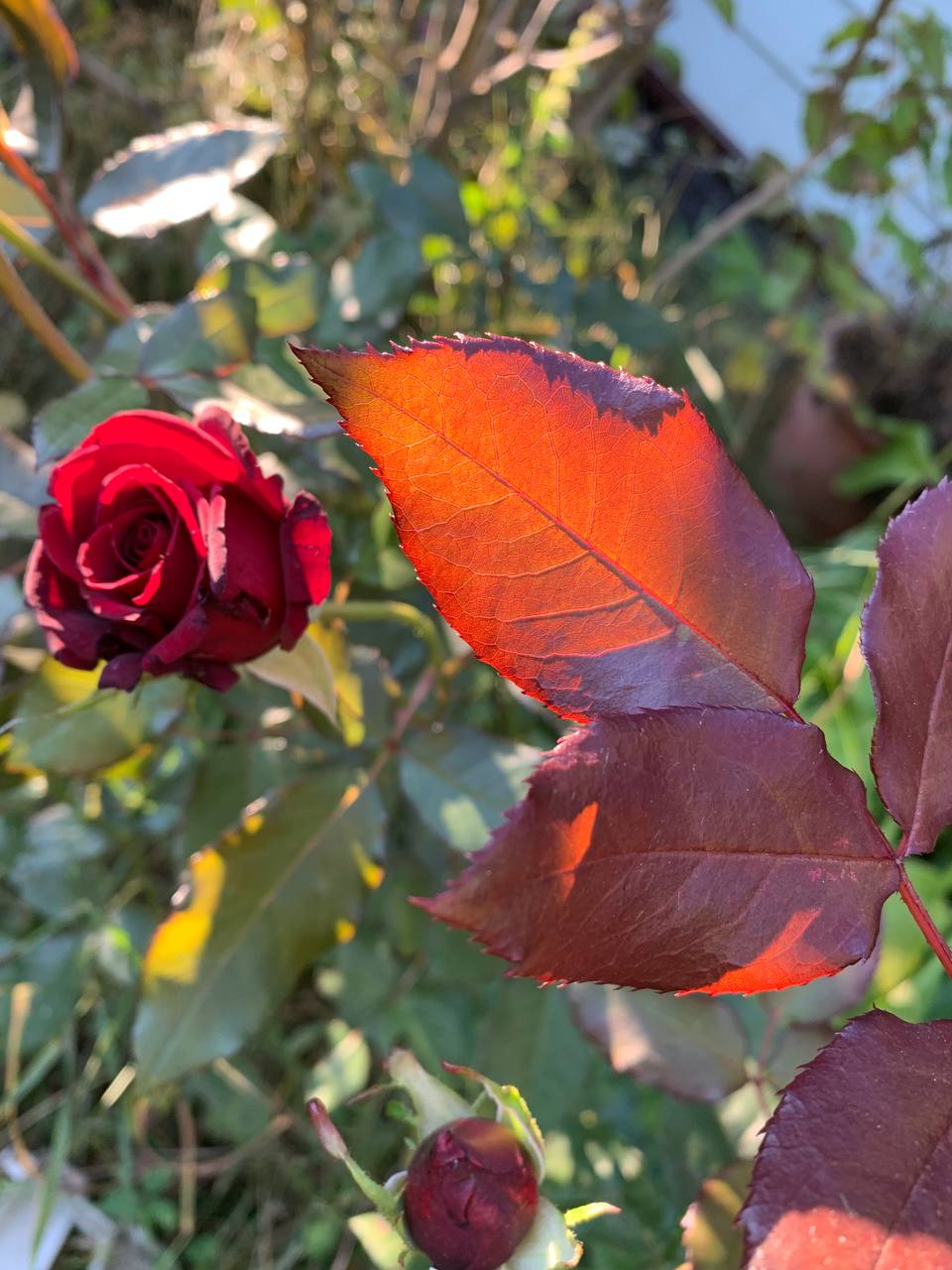 Энергии дня