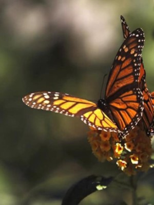 О ТРАНСФОРМАЦИИ КОРОТКО