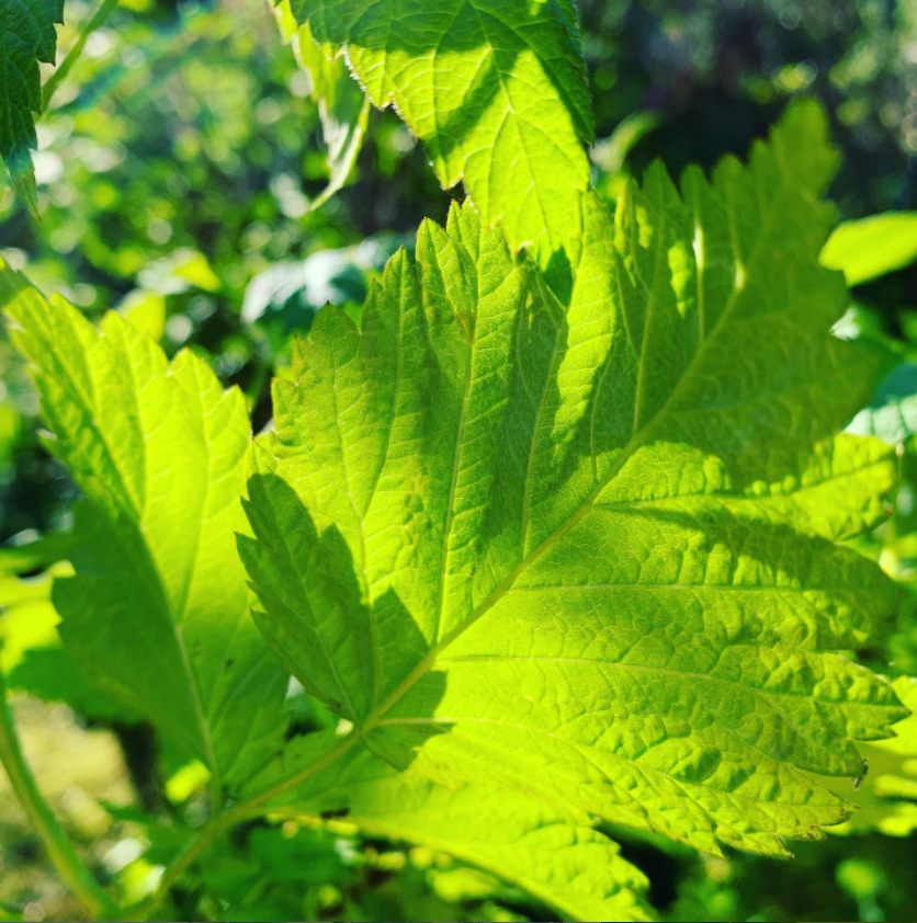 Энергии дня