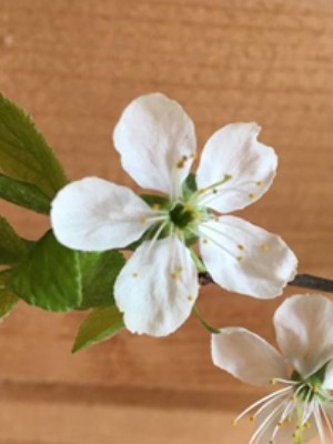 «ЛОЖЬ ВО СПАСЕНИЕ» - ДА ИЛИ НЕТ