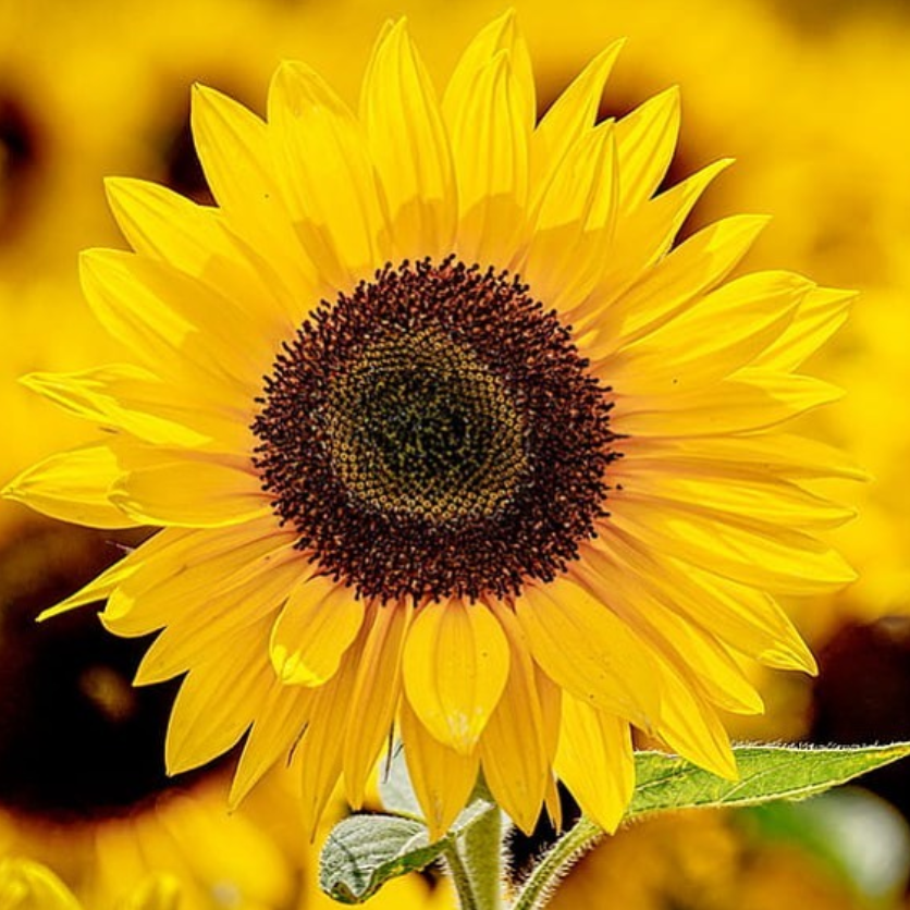 Энергии дня