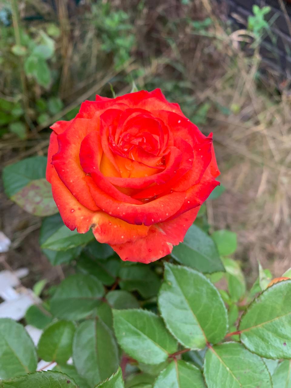 Энергии дня